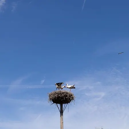 Holiday home Stijlvol 4-persoons In Betuwe, Zennewijnen